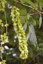 Attēlu rezultāti vaicājumam “Pterocarya fraxinifolia flower”