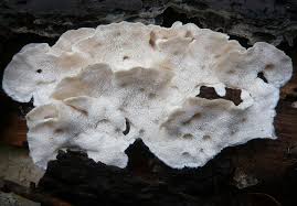 Attēlu rezultāti vaicājumam “Postia floriformis”