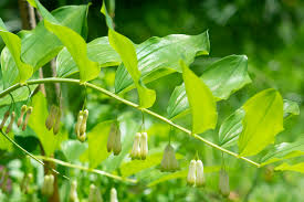 Attēlu rezultāti vaicājumam “Polygonatum multiflorum  leaf”