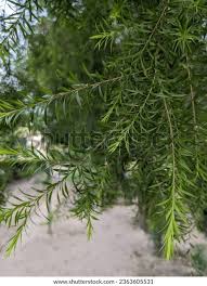 Attēlu rezultāti vaicājumam “Taxus wallichiana”