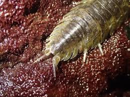 Attēlu rezultāti vaicājumam “Licea pygmaea sessile”