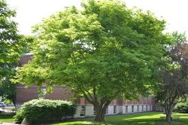 Attēlu rezultāti vaicājumam “Cladrastis kentukea leaf”