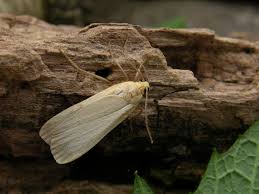 Attēlu rezultāti vaicājumam “Eilema depressa”