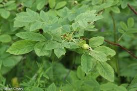 Attēlu rezultāti vaicājumam “Rosa majalis fruit”