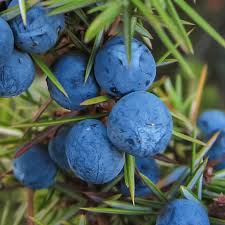 Attēlu rezultāti vaicājumam “Juniperus communis fruit”