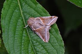 Attēlu rezultāti vaicājumam “Habrosyne pyritoides”