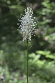 Attēlu rezultāti vaicājumam “Phyteuma spicatum flower”