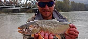 Image result for Salvelinus malma