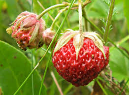 Attēlu rezultāti vaicājumam “xComagaria rosea”