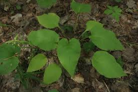 Attēlu rezultāti vaicājumam “Pulmonaria obscura leaf”