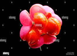 Attēlu rezultāti vaicājumam “Euonymus verrucosus fruit”