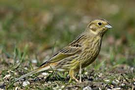 Attēlu rezultāti vaicājumam “Emberiza citrinella adult”