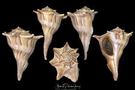 Attēlu rezultāti vaicājumam “Physarum obscurum sessile”