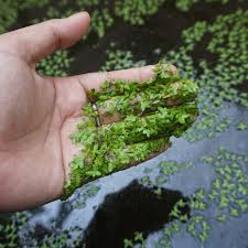 Attēlu rezultāti vaicājumam “Lemna minor”