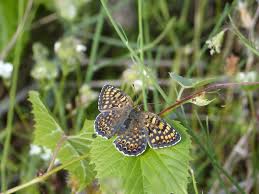 Attēlu rezultāti vaicājumam “Melitaea cinxia underside”