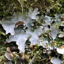 Attēlu rezultāti vaicājumam “Cetrelia sp.”