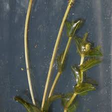 Attēlu rezultāti vaicājumam “Potamogeton perfoliatus leaf”