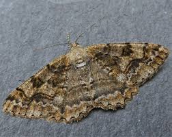 Attēlu rezultāti vaicājumam “Alcis repandata”