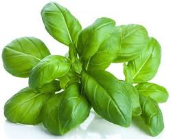 Image result for Basilikum