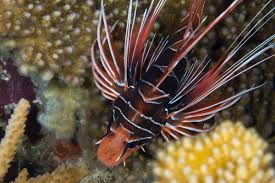 Image result for Pterois radiata