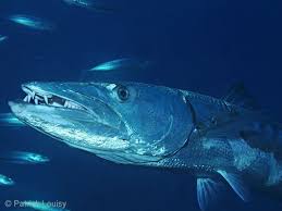Image result for Dive Barracuda