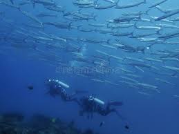 Image result for Tornado Divers