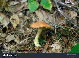 Attēlu rezultāti vaicājumam “Suillus granulatus”