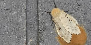 Attēlu rezultāti vaicājumam “Lymantria dispar”