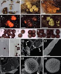 Attēlu rezultāti vaicājumam “Diderma testaceum sessile”