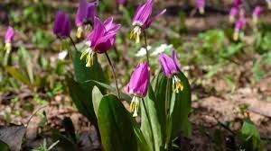 Attēlu rezultāti vaicājumam “Erythronium sibiricum”