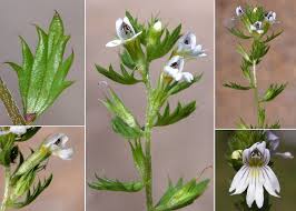 Image result for Euphrasia stricta