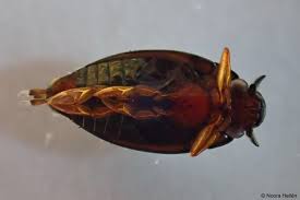 Attēlu rezultāti vaicājumam “Gyrinidae”