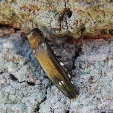 Attēlu rezultāti vaicājumam “Adomerus biguttatus”