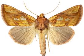 Attēlu rezultāti vaicājumam “Plusia festucae”