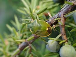 Attēlu rezultāti vaicājumam “Chlorochroa juniperina”