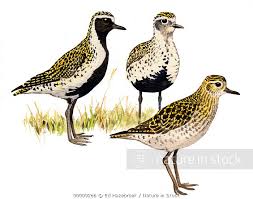 Attēlu rezultāti vaicājumam “Pluvialis apricaria”