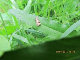 Attēlu rezultāti vaicājumam “Notocelia uddmanniana”