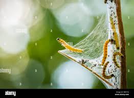 Attēlu rezultāti vaicājumam “Yponomeutidae”