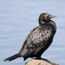 Attēlu rezultāti vaicājumam “Lycogala convexum macro”