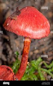 Attēlu rezultāti vaicājumam “Cortinarius sanguineus”