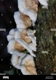 Attēlu rezultāti vaicājumam “Plicatura nivea”