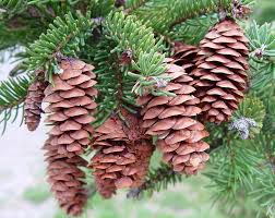 Attēlu rezultāti vaicājumam “Picea abies fruit”