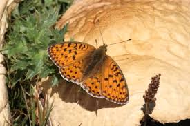 Attēlu rezultāti vaicājumam “Argynnis niobe underside”