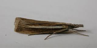 Attēlu rezultāti vaicājumam “Agriphila selasella”