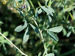 Attēlu rezultāti vaicājumam “Medicago x varia  leaf”