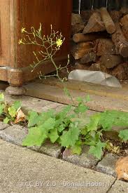 Attēlu rezultāti vaicājumam “Mycelis muralis leaf”