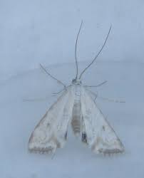 Attēlu rezultāti vaicājumam “Cataclysta lemnata”