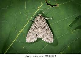 Attēlu rezultāti vaicājumam “Polia nebulosa”