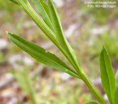Attēlu rezultāti vaicājumam “Erysimum hieracifolium leaf”