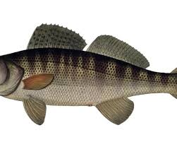 Image result for Sander canadensis/vitreus